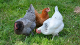 hens_3420126_1280_4276368.jpg