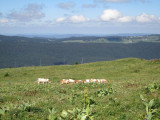 ambiance bucolique sur les monts Jura.....