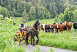 cal-che-monts-jura-abcreationphoto-9-410336