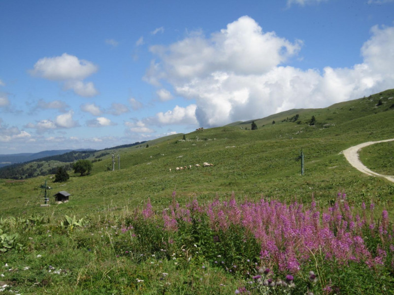 épilobes et vaches