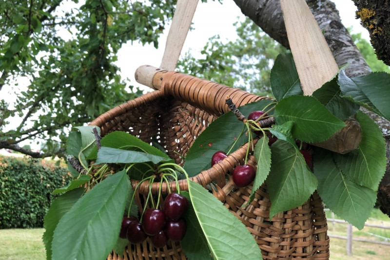 Le temps des cerises